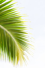 Abstract palm leaves background