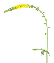 Velvet plant, Mullein, Verbascum, Scrophulariaceae isolated