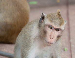 portrait of monkey