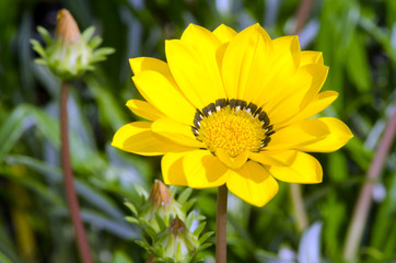 Yellow flower