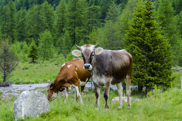 Two cows grazing on an alpine meadow