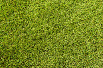 Fototapeta premium green grass