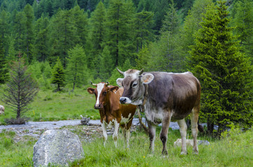 Fototapeta na wymiar Two cows grazing on an alpine meadow