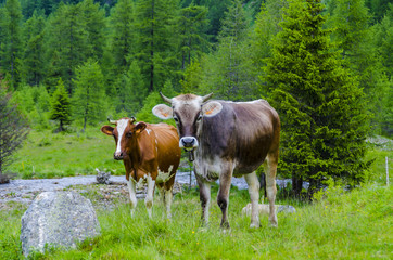 Fototapeta na wymiar Cow grazing in an Alpine meadow in summer day