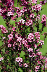 Obraz premium Pink flowers