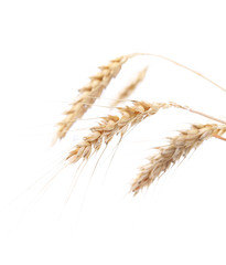 Four ears of wheat on a white background