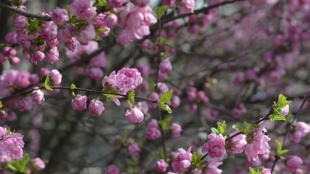 Prunus triloba var. truncata Kom. in spring, South Korea