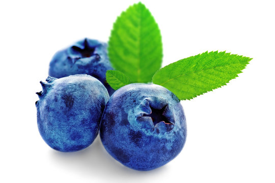 Three fresh blueberry isolated on white background