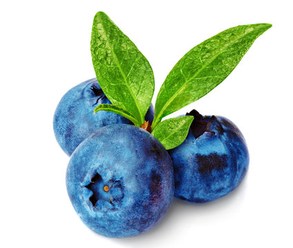 Three fresh blueberry isolated on white background