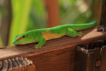 lézard coloré