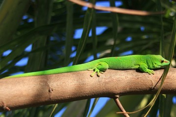 lézard vert sur une branche