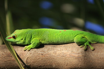 gecko vert