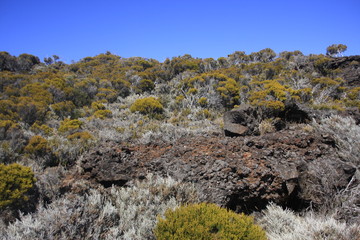 végétation volcanique