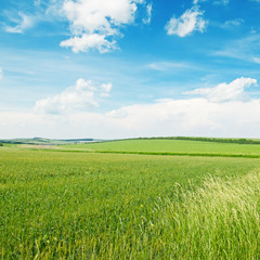 field and blue cloudy sky