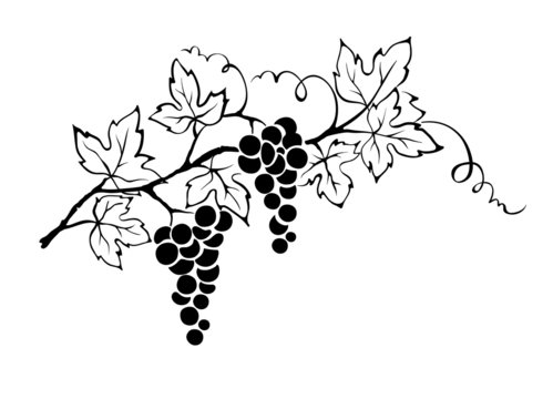 Vector illustration -- grapevine