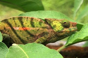 caméléon à l'affut