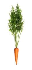 Carrot