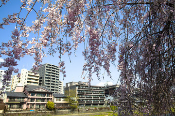 Sakura in Kyoto Japan