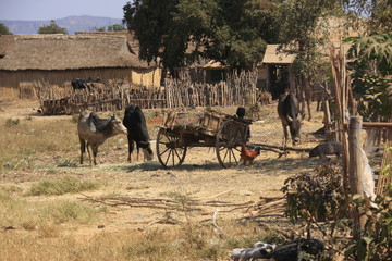 z&eacute;bus et charrette