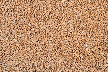 Wheat grains background