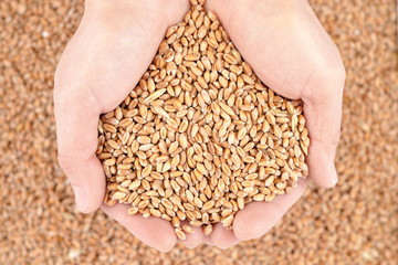 Grains of wheat