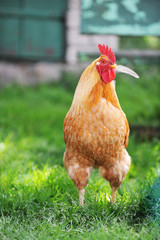 domestic bright cock