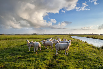 Fototapeta premium sheep herd on pasture by river