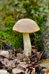 Fototapeta premium Leccinum scabrum mushroom