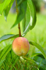 The peach, Prunus persica,