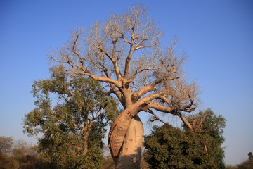 baobabs enlacés