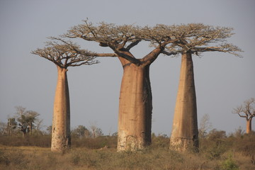 Fototapeta na wymiar trio z baobabów