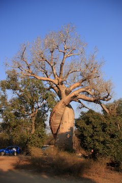 21 Meilleures Baobab Amoureux Images Photos Et Illustrations Vectorielles Stock Adobe Stock