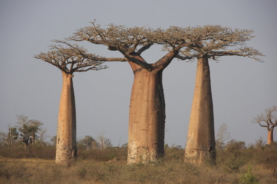 21 Meilleures Baobab Amoureux Images Photos Et Illustrations Vectorielles Stock Adobe Stock