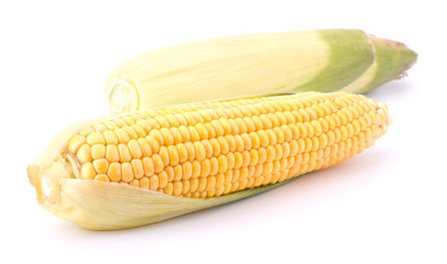 Fresh raw corn cobs isolated on the white background © EM Art
