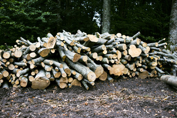catasta di legna