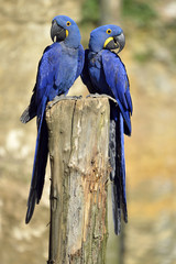 Two Hyacinth macaws © Christian Musat