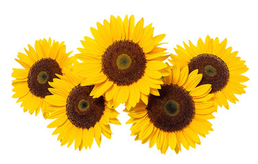 Fototapeta premium Sunflower on a white background.
