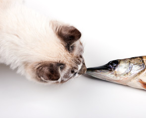 Obraz premium cat and fish