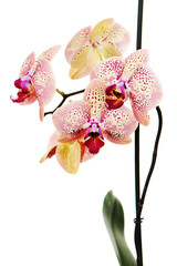 Obraz na płótnie Canvas Tiger Orchidea samodzielnie na białym tle
