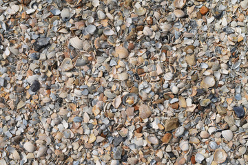beach shells background