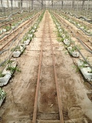 tomato greenhouse