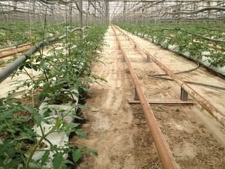 invernadero de tomates