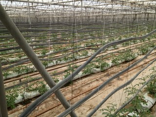 green house tomatoes
