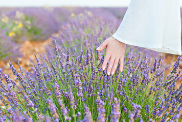 Hand and lavender