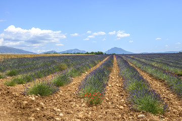 Plateau de Valensole (Provence), lavender