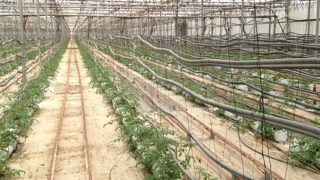 greenhouse tomato