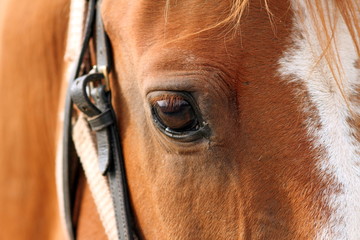 detail of beautiful horse eye
