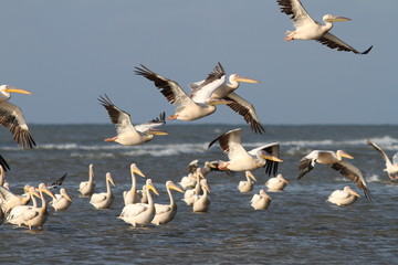 flock of pelicans flying over water