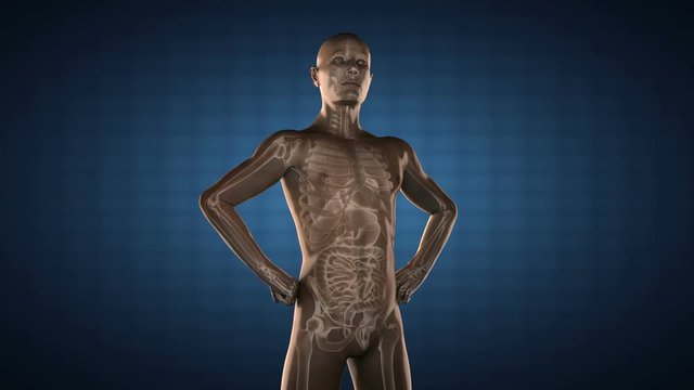 human entrails radiography scan