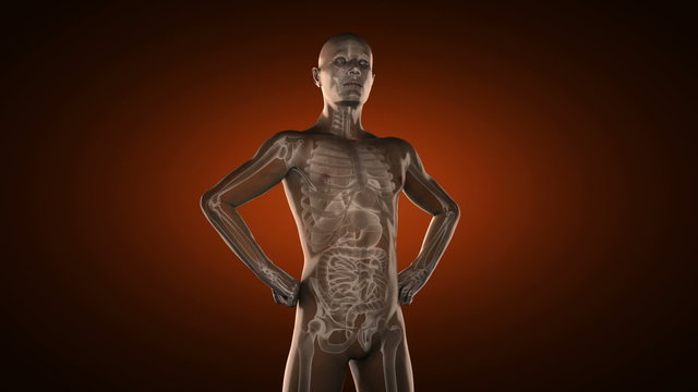human entrails radiography scan
